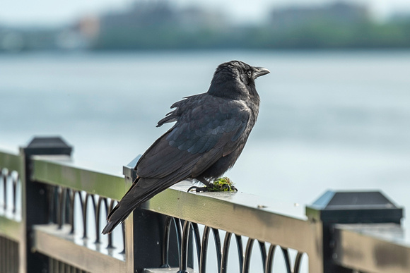 NatureWalk (NWM)-11