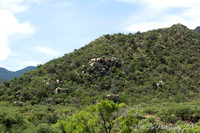 Madera Canyon (WM)